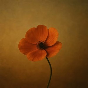 Песня Ернар Амандык – Жалгыз гул